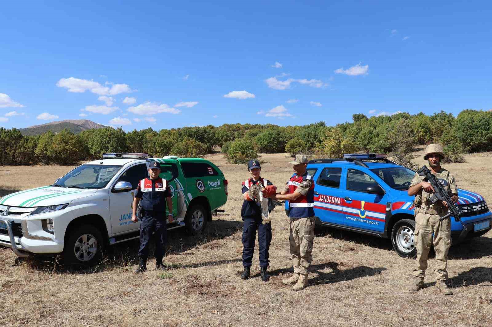 Bing&ouml;l&rsquo;d yaralı kartal tedavi altına alındı
