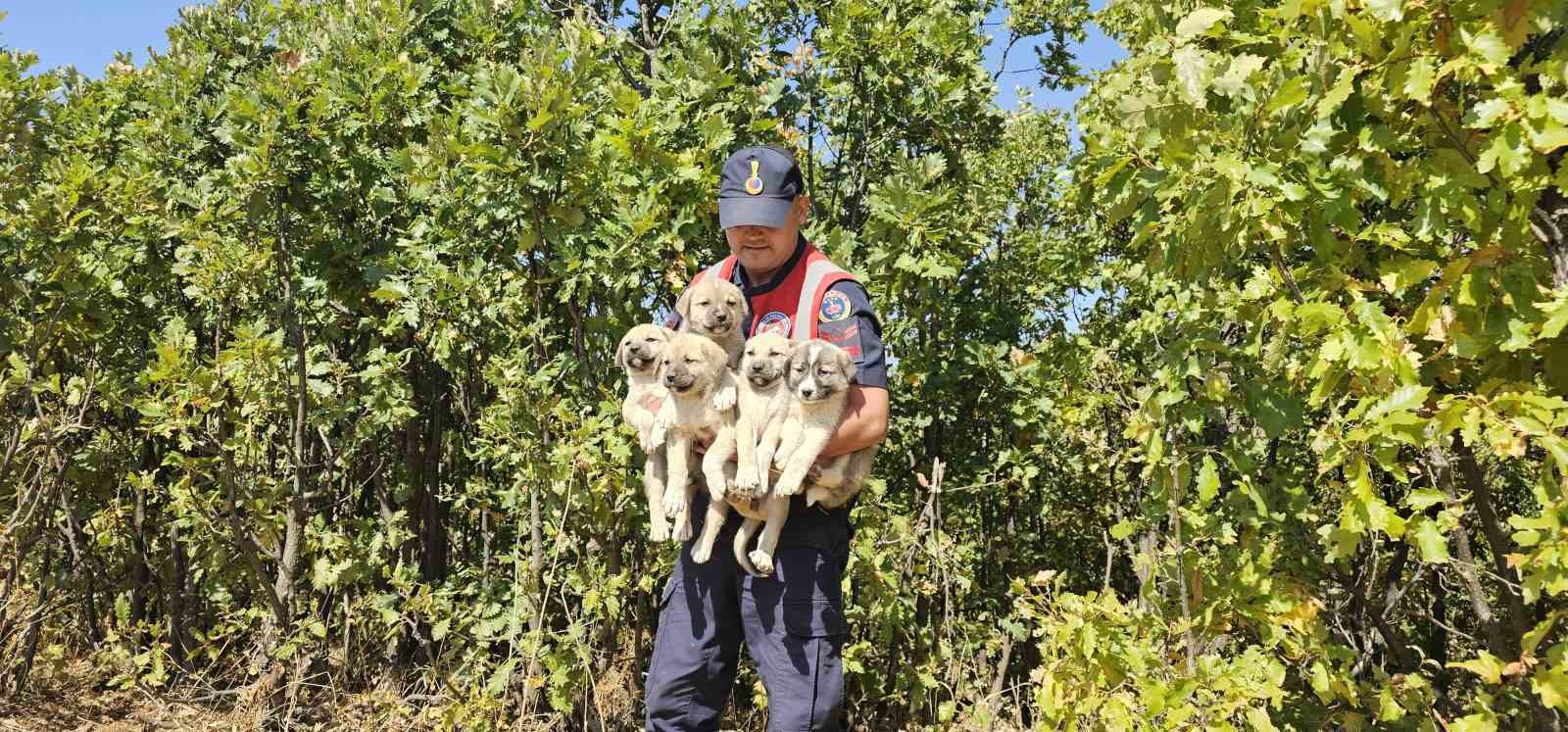 Muş&rsquo;ta ormana terk edilen yavru k&ouml;pekler kurtarıldı

