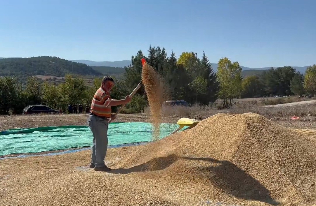 Sinop, çeltik üretiminde Türkiye’de 6’ncı sırada