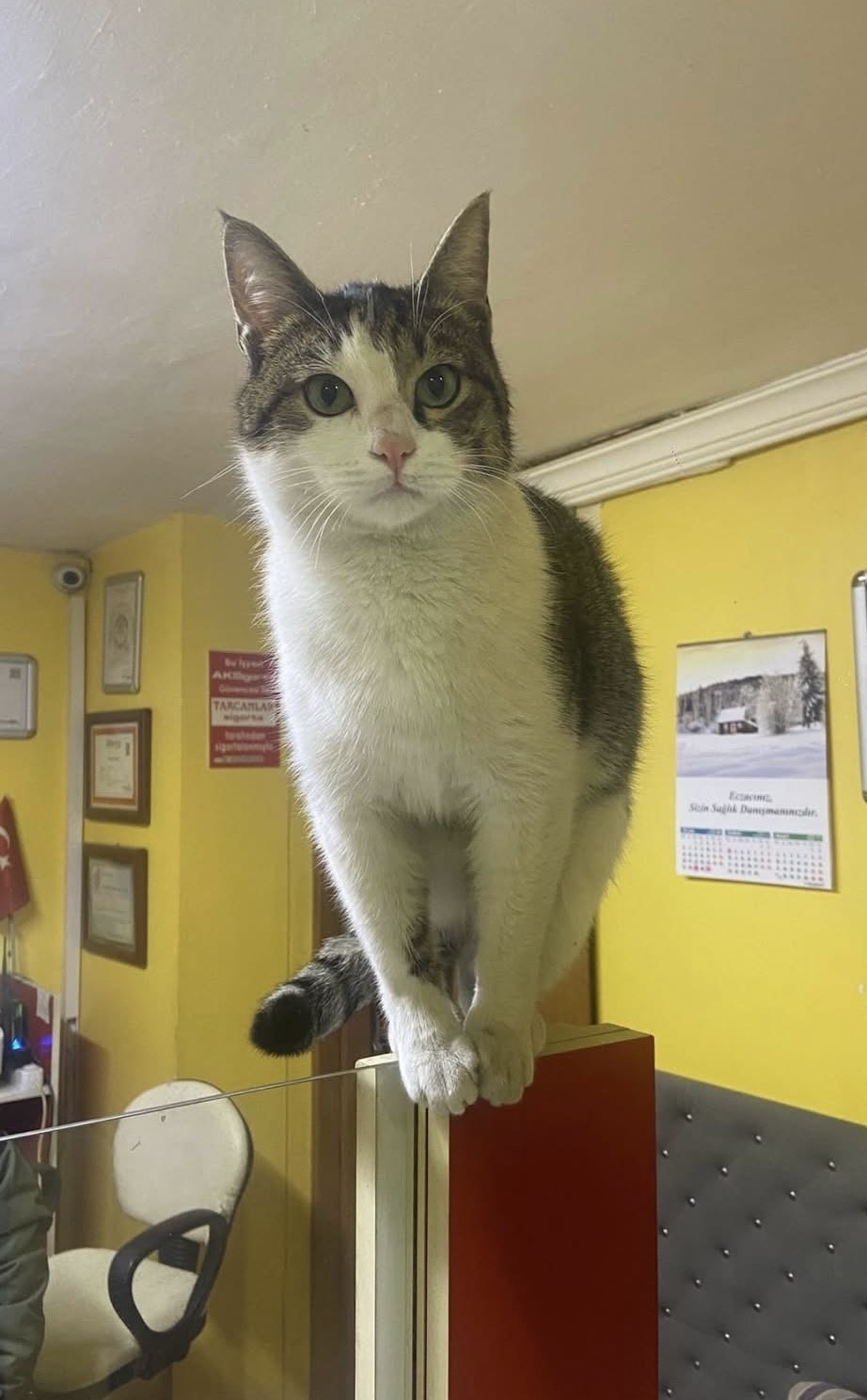 İki defa terk edilen kediye işletmeci sahip &ccedil;ıktı
