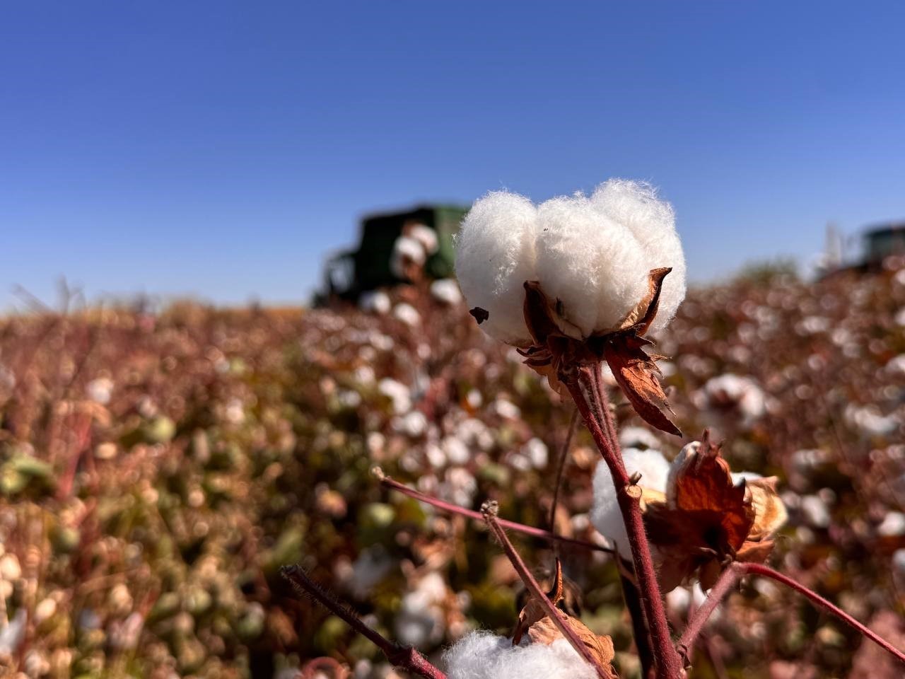 Şanlıurfa&rsquo;da beyaz altın hasadı başladı
