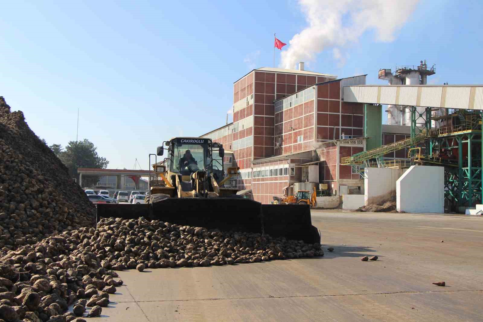Amasya’da zirai don ve kuraklık şeker pancarını vurdu: 10 bin dekarlık alanda üretim yapılamadı
