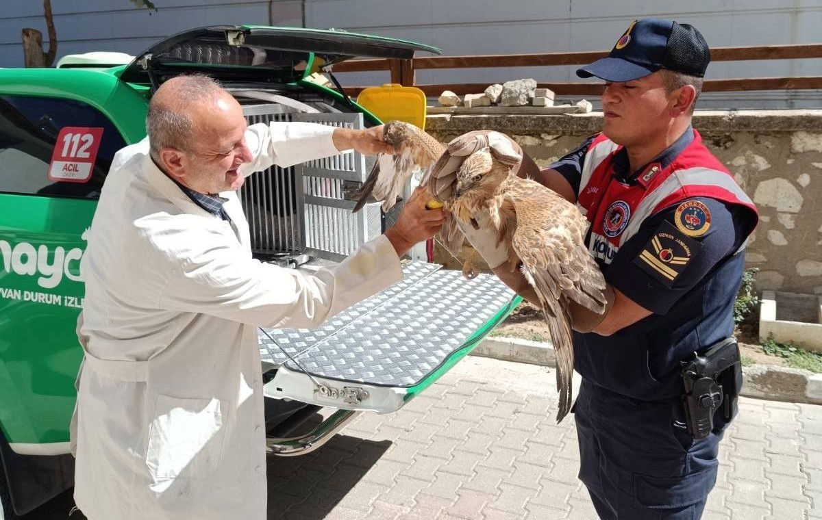 Karaman’da yaralı bulunan kızıl şahin koruma altına alındı
