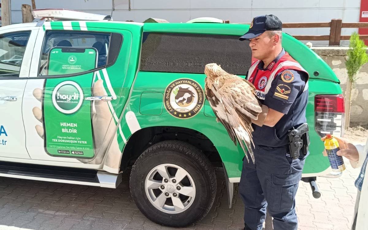 Karaman&rsquo;da yaralı bulunan kızıl şahin koruma altına alındı
