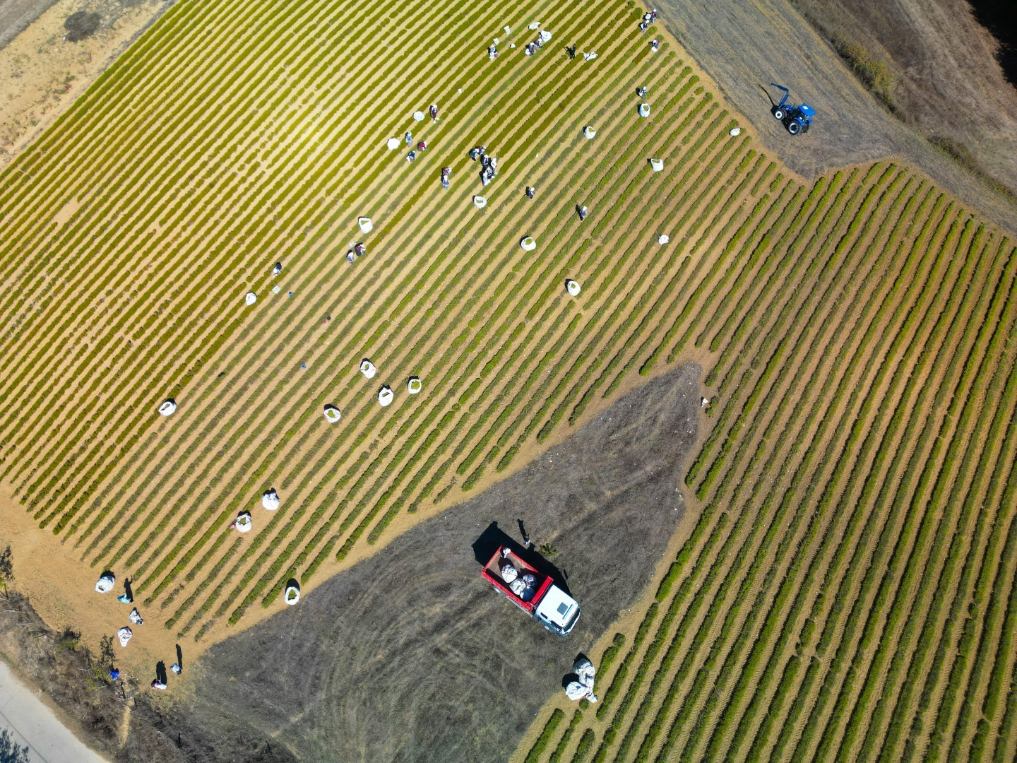 Kocaeli’de tıbbi ve aromatik bitki hasadı başladı