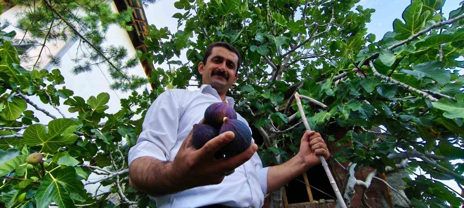 Bursa karası incirini Erzurum’da yetiştirdi