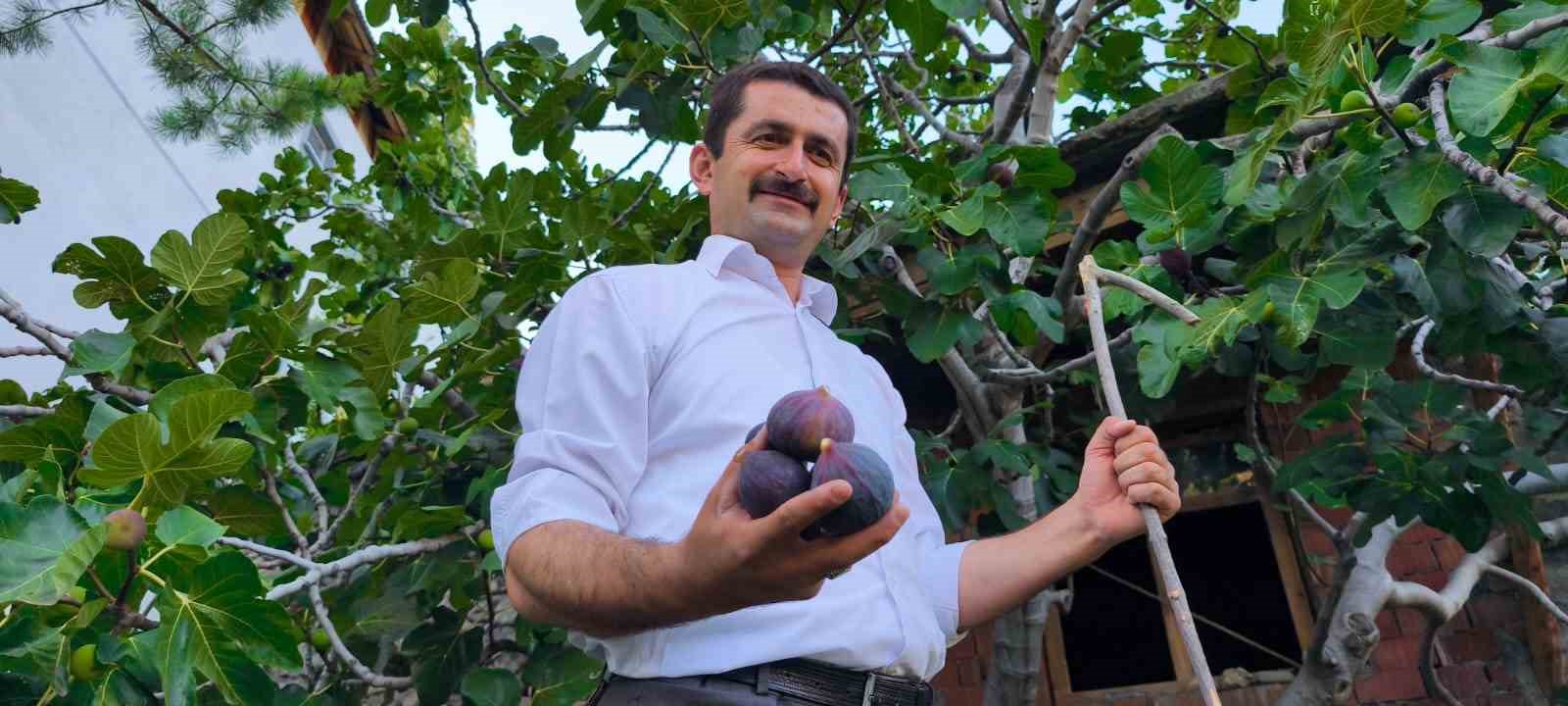 Bursa karası incirini Erzurum’da yetiştirdi