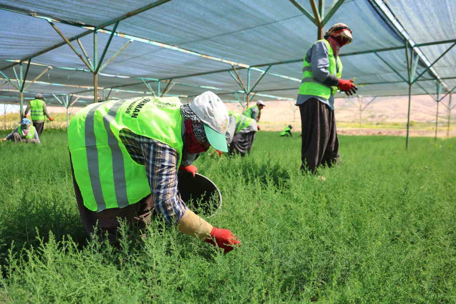 Elazığ’da fidanlar kadınların elinde yeşeriyor