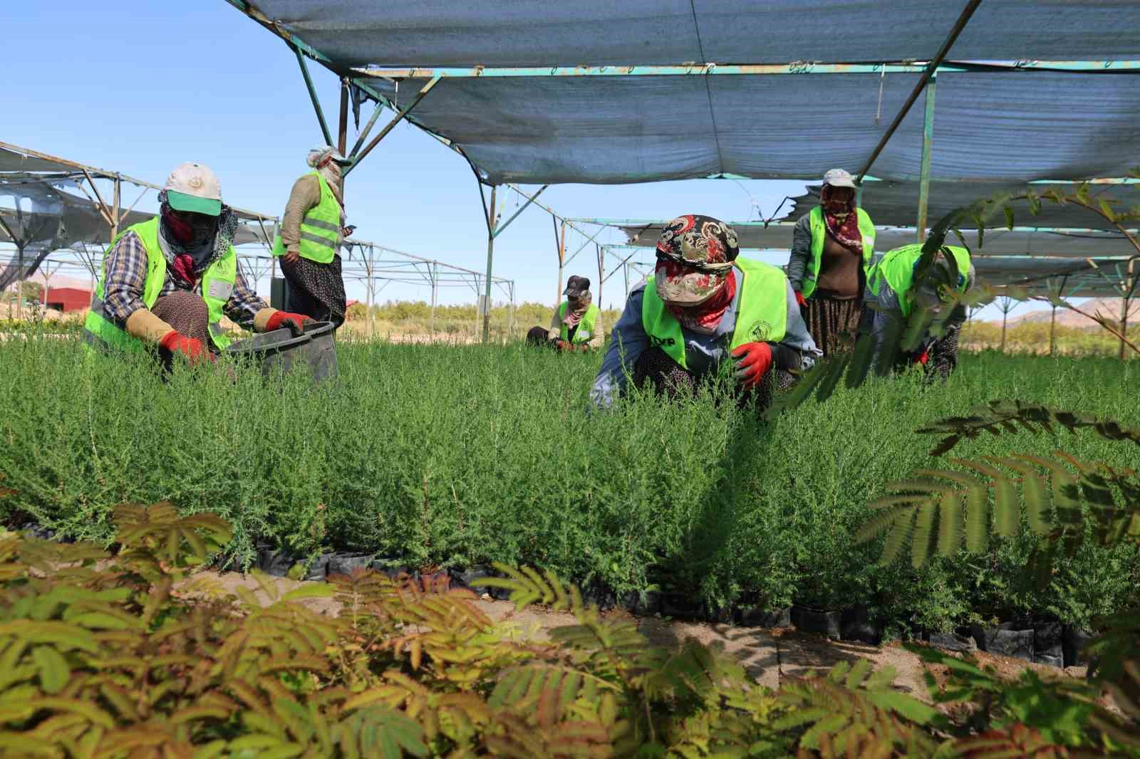 Elazığ&rsquo;da fidanlar kadınların elinde yeşeriyor
