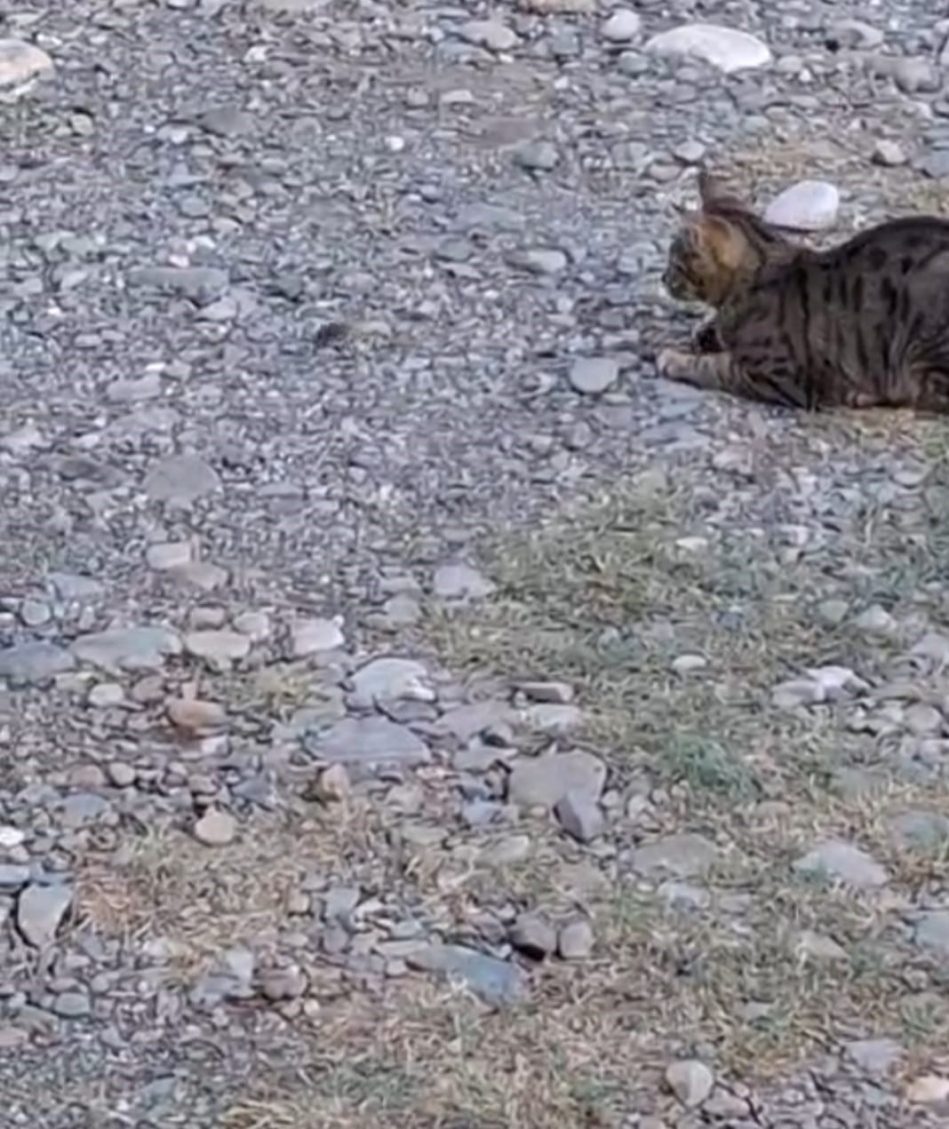 Kedi fareyle top gibi oynadı
