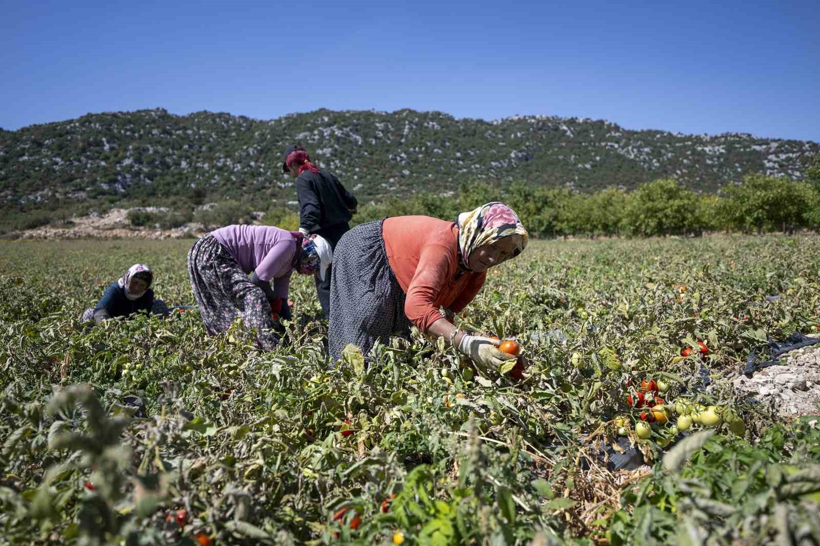 Mersin’de üreticiye yüzde 70 hibeli domates fidesi desteği