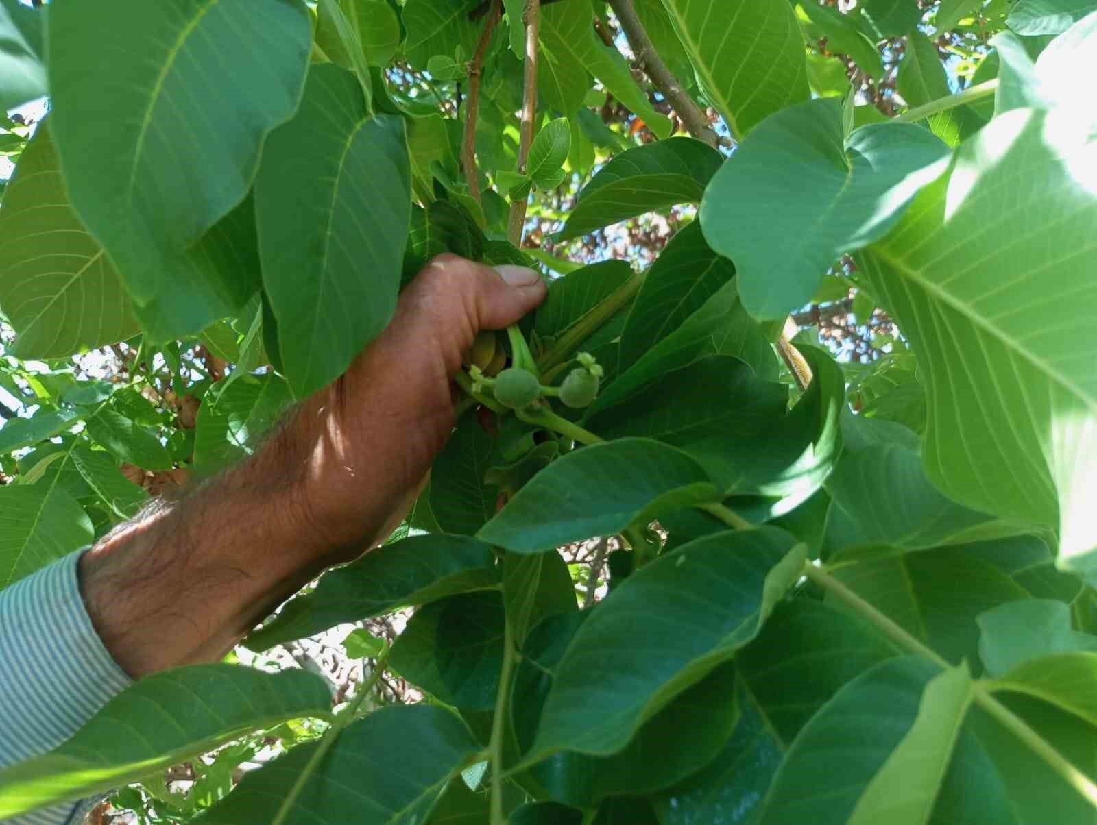 Malatya’da mevsim dışında meyve veren ceviz ağaçları şaşırttı