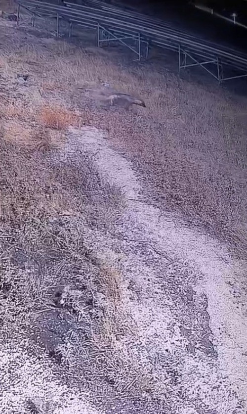 Şanlıurfa&rsquo;da nesli t&uuml;kenme tehlikesi altındaki &ccedil;izgili sırtlan g&ouml;r&uuml;nt&uuml;lendi
