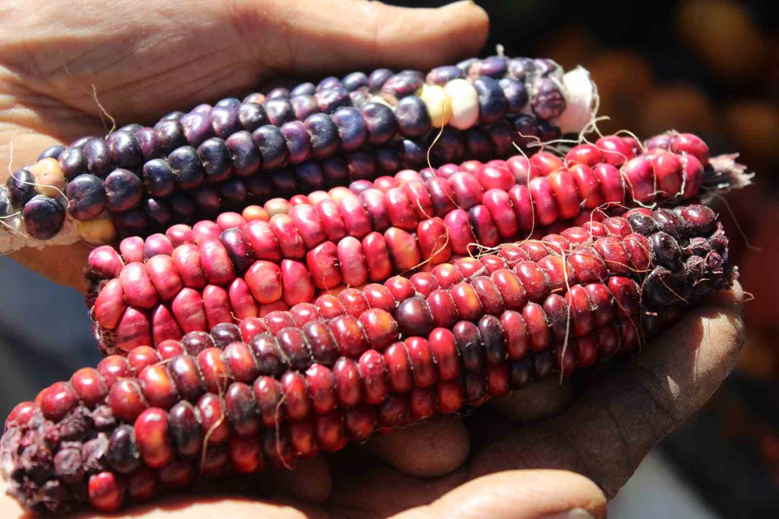 Bu bah&ccedil;ede 55 &ccedil;eşit domates, 22 &ccedil;eşit biber &uuml;retiliyor
