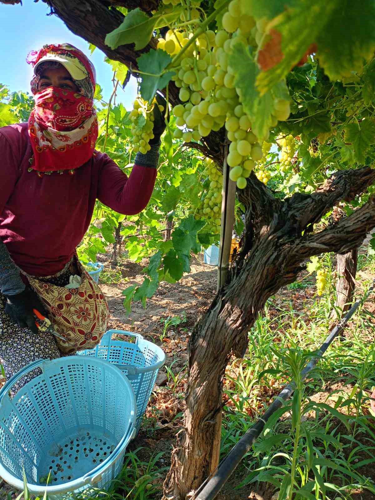 Sarıgöl’de üzüm hasadı aralıksız devam ediyor