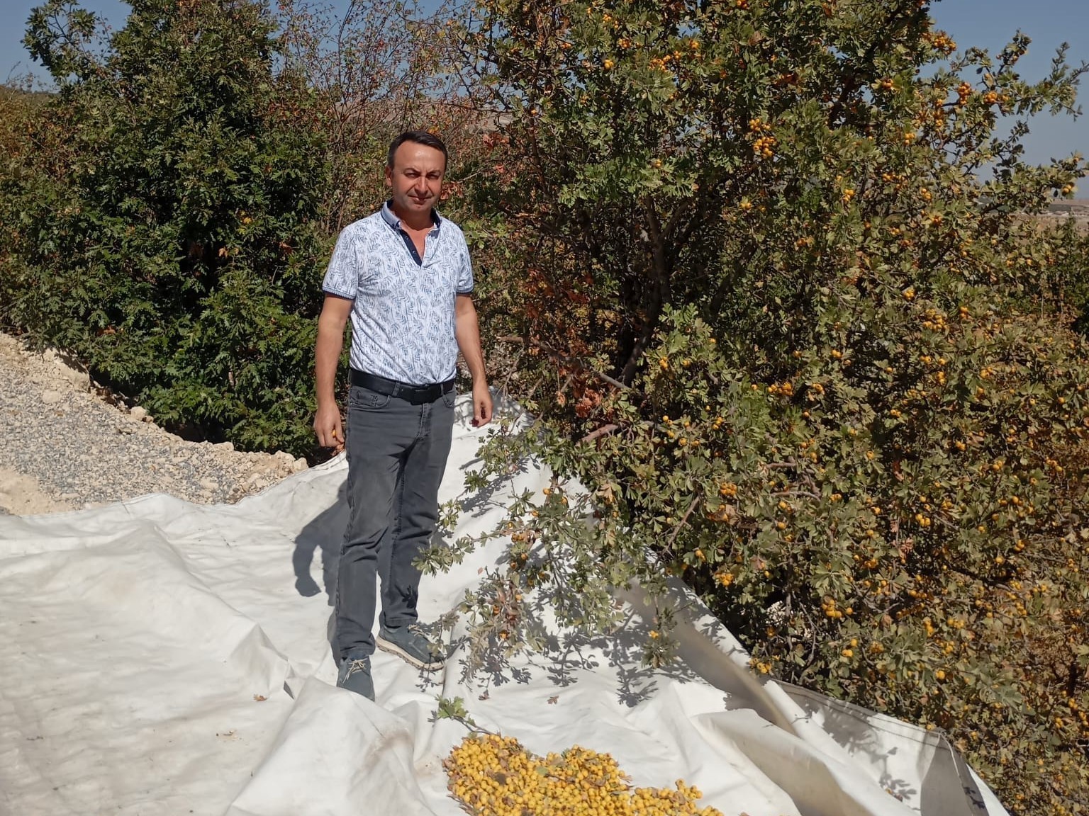 Malatya’da şifa deposu alıçta hasat devam ediyor