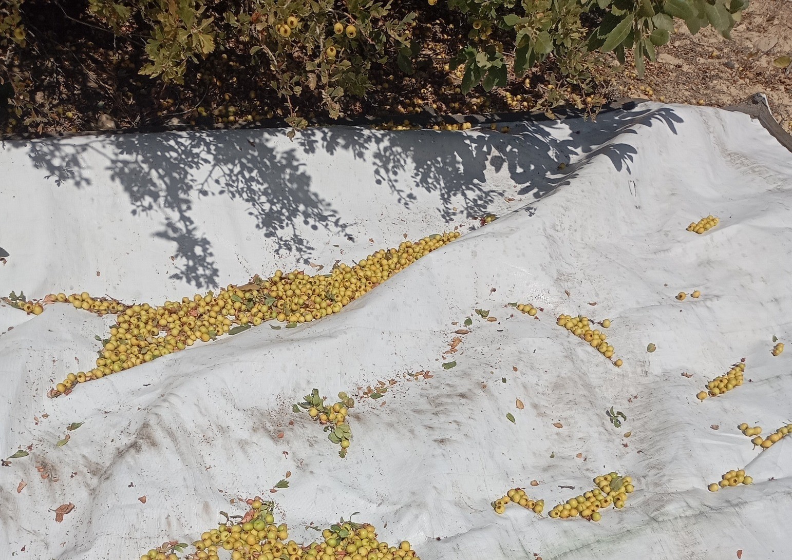 Malatya&rsquo;da şifa deposu alı&ccedil;ta hasat devam ediyor
