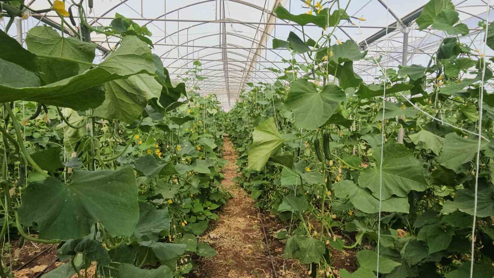 İl&ccedil;esinde sera eksikliği g&ouml;rd&uuml;, 10 bin metrekarelik alana salatalık serası kurdu
