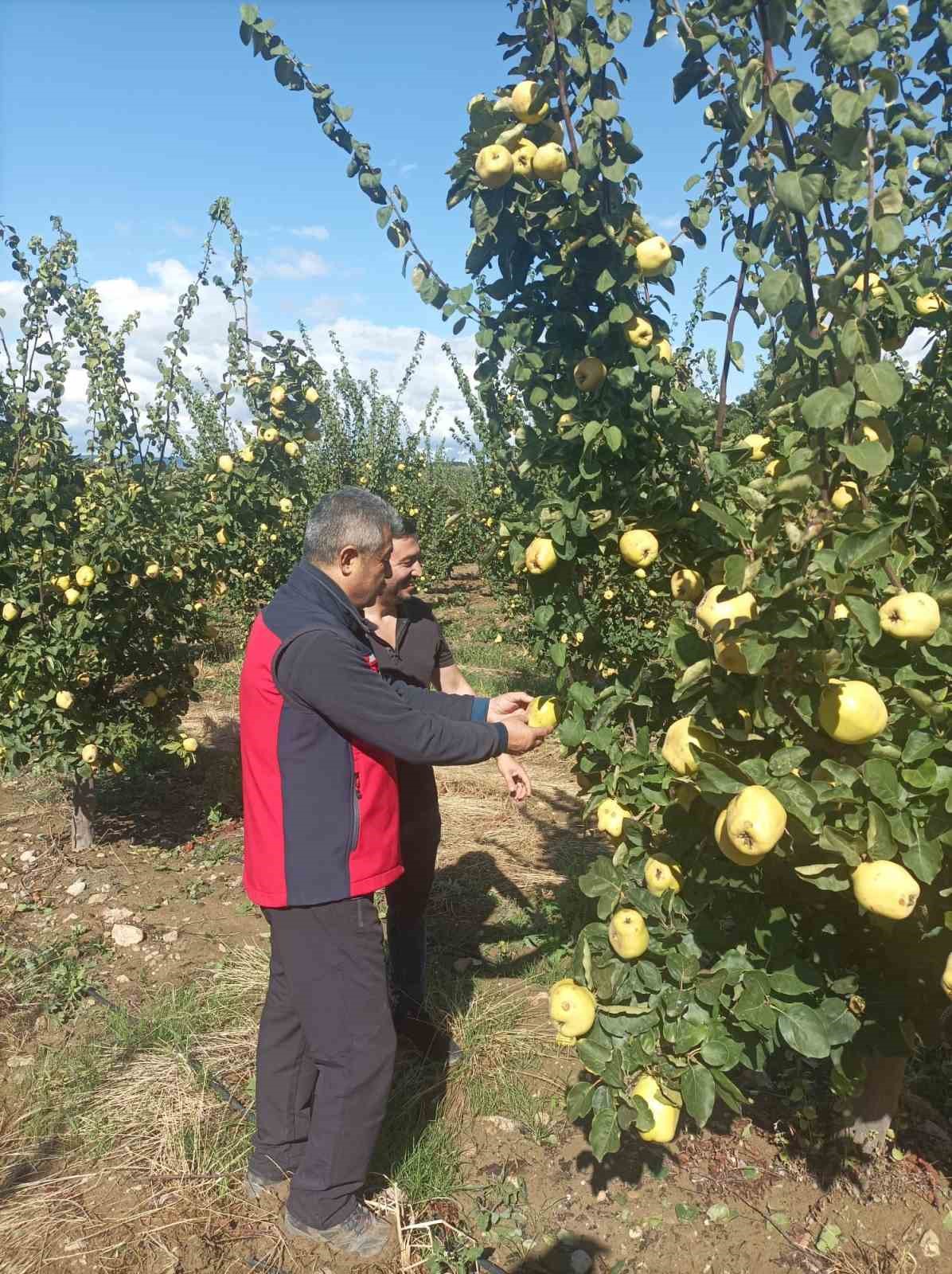 Çanakkale’de dolunun ardından bahçelerde hasar tespit çalışmaları başladı
