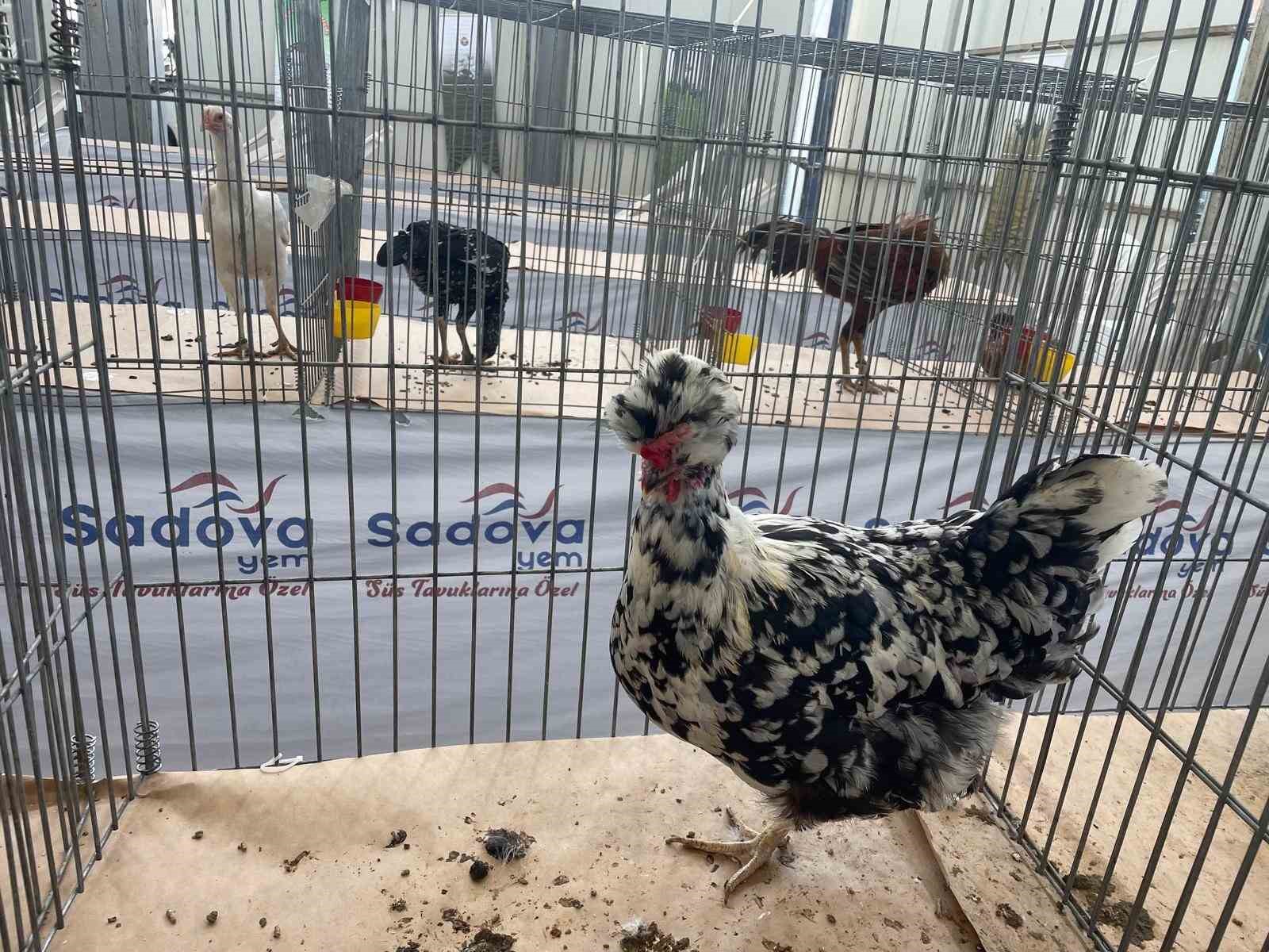 Karadeniz&rsquo;in "Gugulli"si Balıkesir&rsquo;de ilgi odağı oldu
