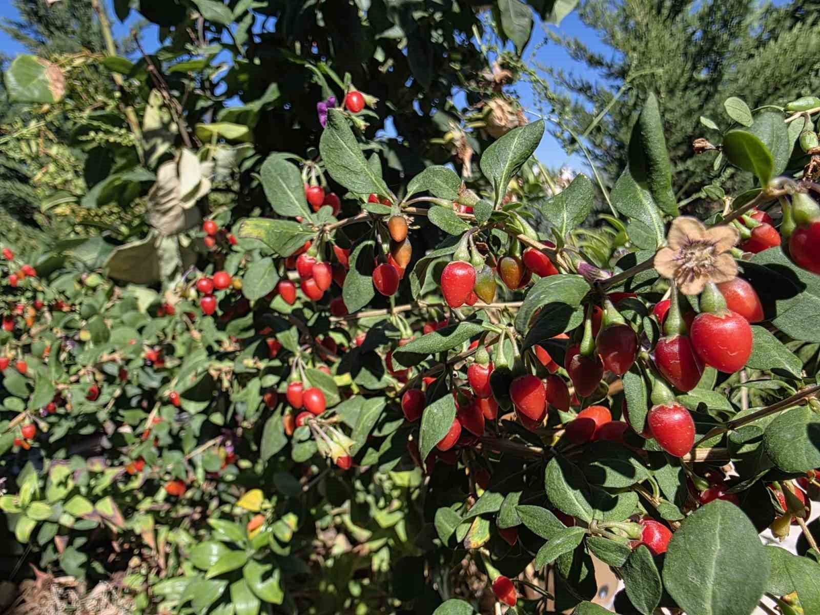 Van&rsquo;da g&ouml;revli doktor tropik meyve yetiştirdi
