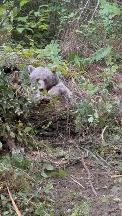 Kapana yakalanan ayı kurtarıldı
