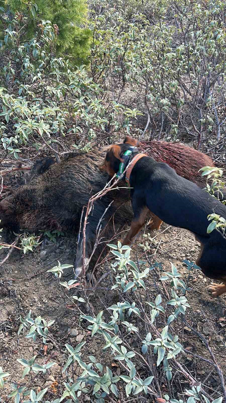 H&uuml;y&uuml;k&rsquo;te yaban domuzları i&ccedil;in s&uuml;rek avı yapıldı
