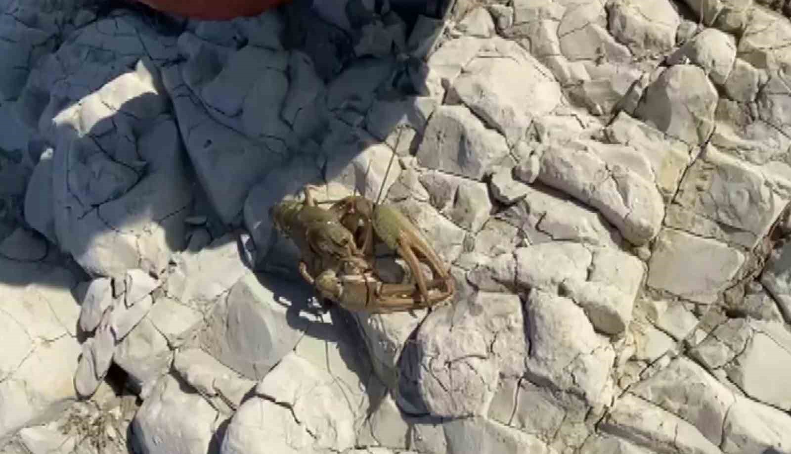 Atatürk Barajı Göleti’nde ilk defa kerevit görüldü