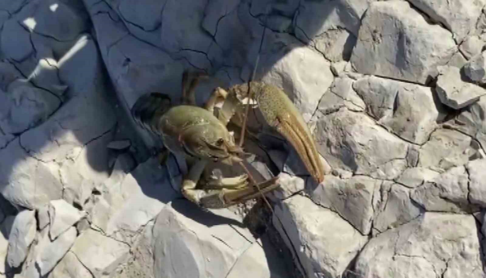 Atat&uuml;rk Barajı G&ouml;leti&rsquo;nde ilk defa kerevit g&ouml;r&uuml;ld&uuml;
