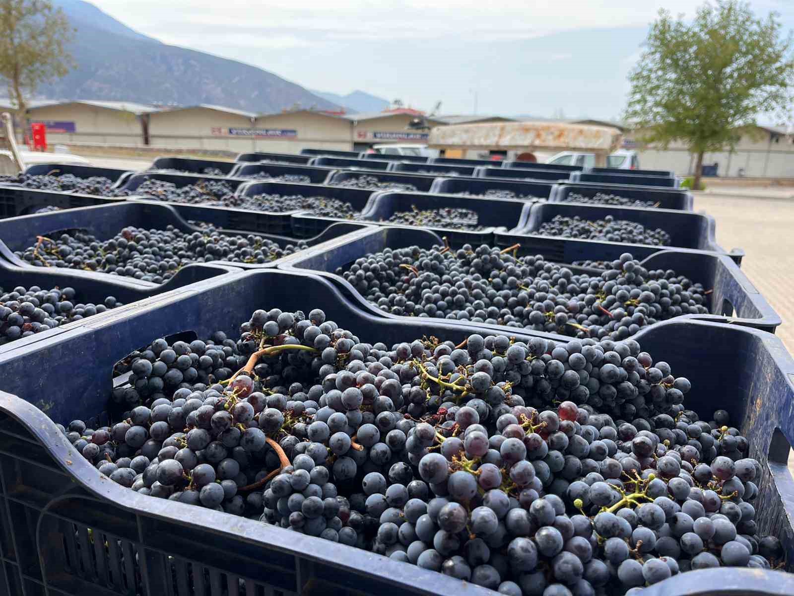 Muğla Büyükşehir&rsquo;den bağcılığa modern dokunuş