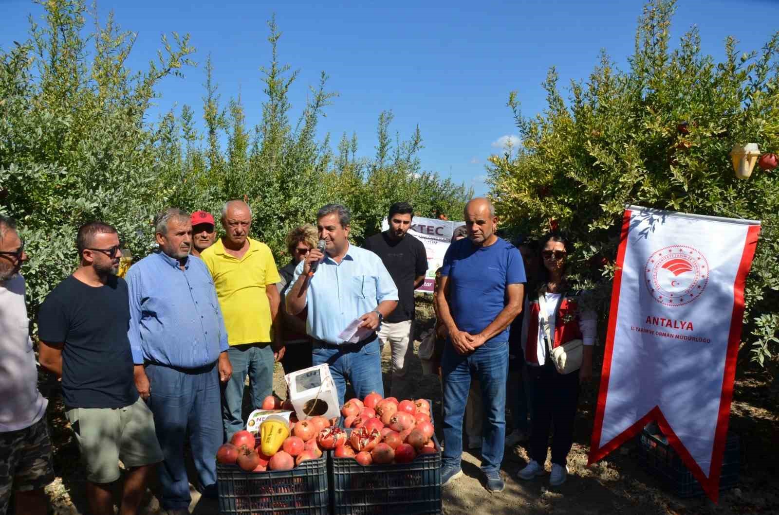 Serik’te nar hasadı başladı