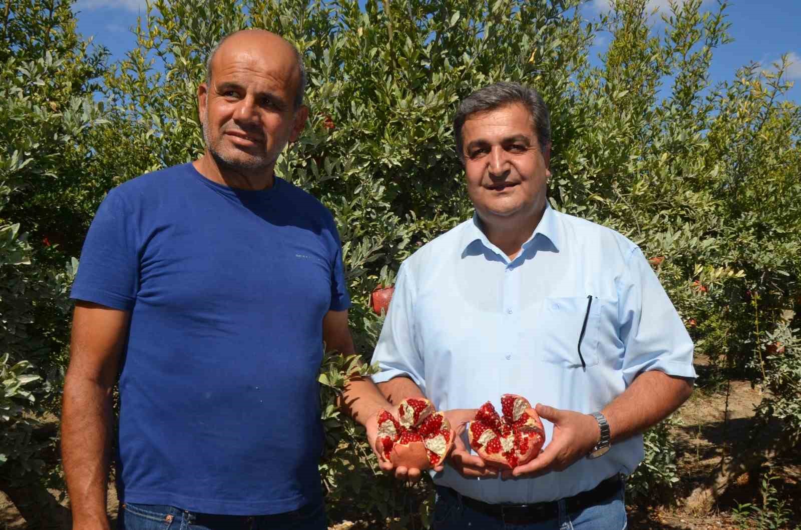 Serik&rsquo;te nar hasadı başladı
