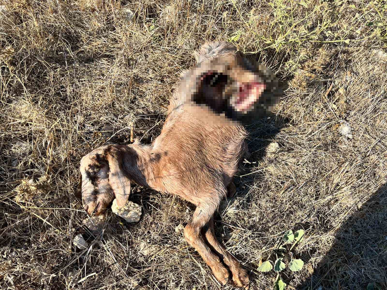 İstanbul’a bir günlüğüne iş seyahatine gitti, döndüğüne keçilerini parçalanmış halde buldu