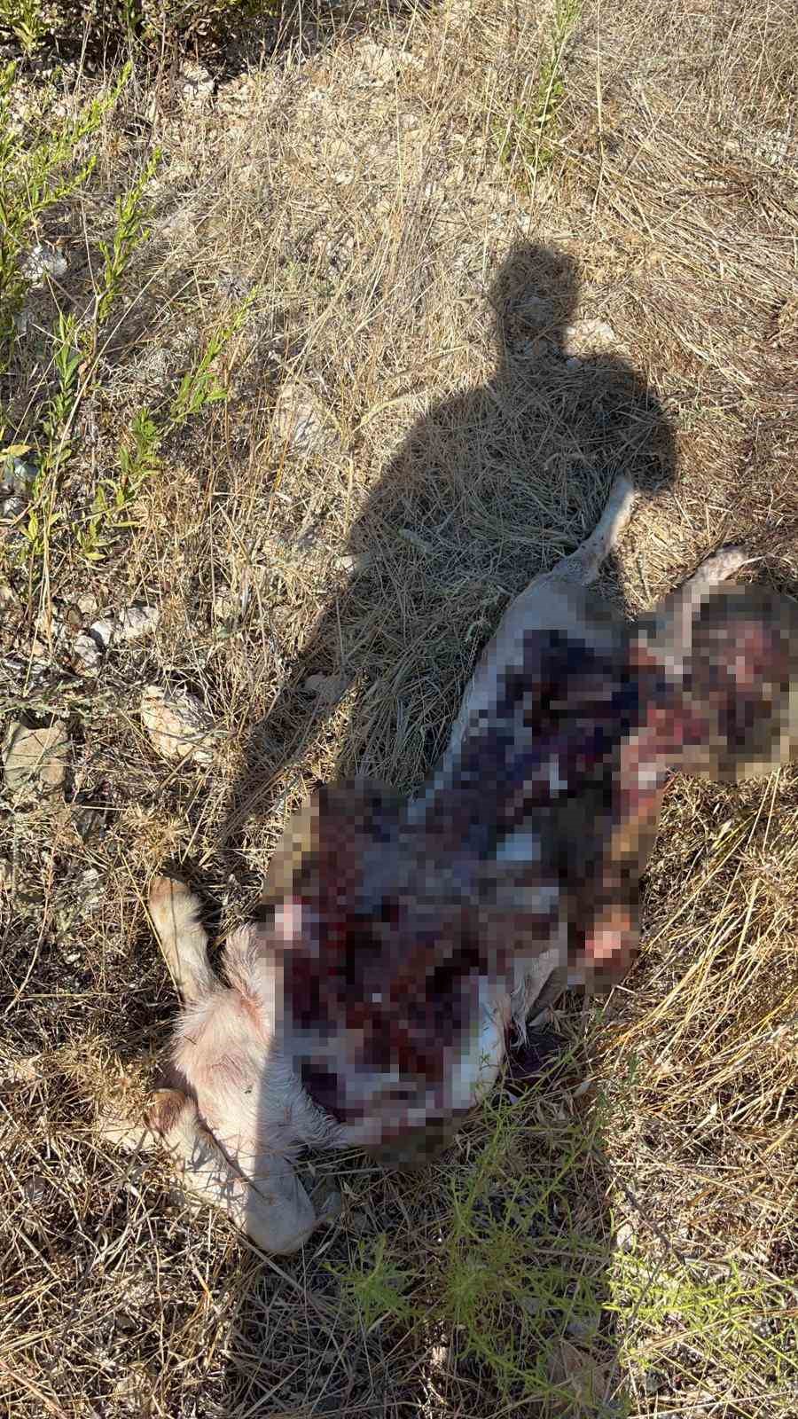 İstanbul&rsquo;a bir g&uuml;nl&uuml;ğ&uuml;ne iş seyahatine gitti, d&ouml;nd&uuml;ğ&uuml;ne ke&ccedil;ilerini par&ccedil;alanmış halde buldu
