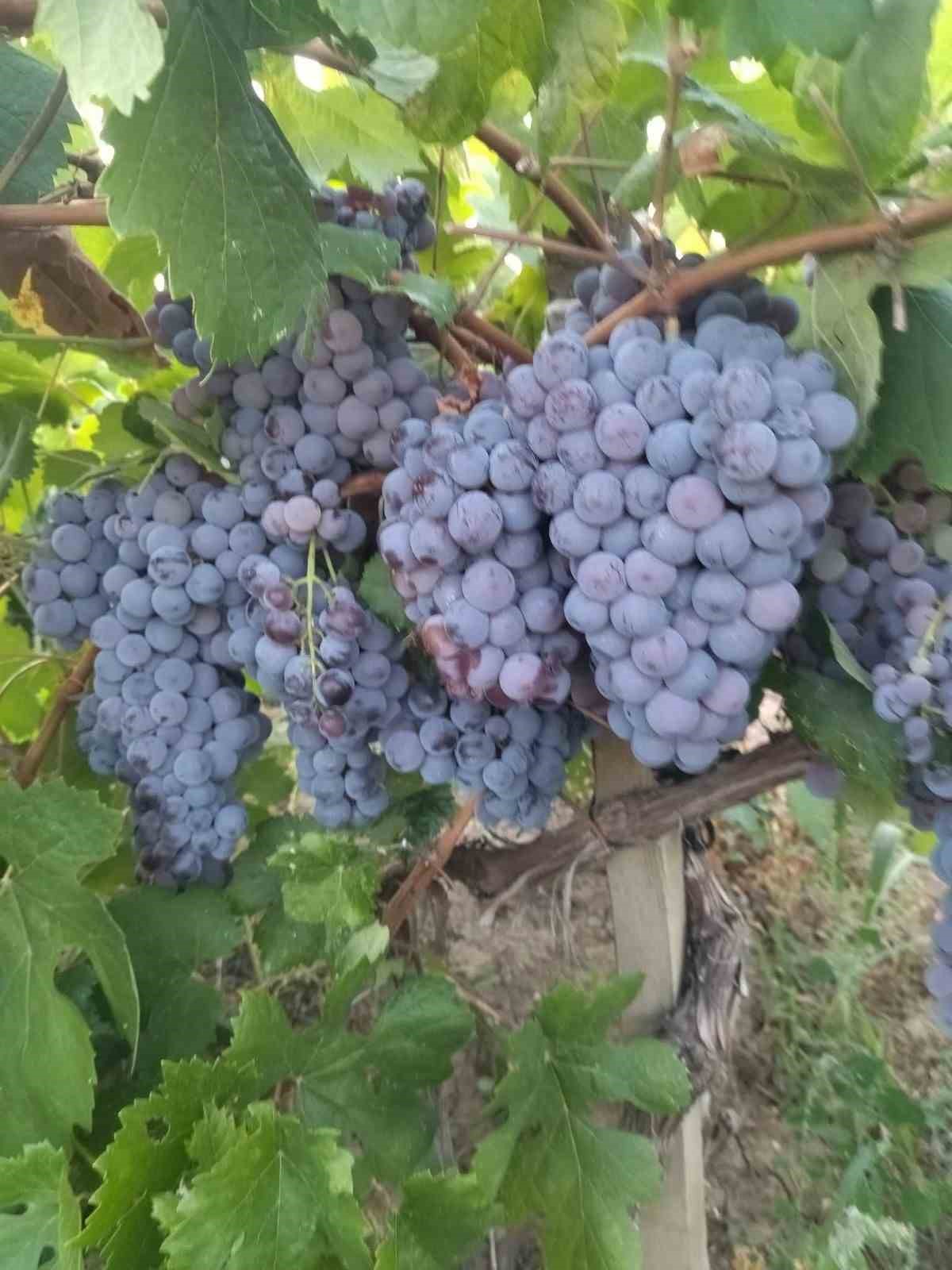 Osmancık karası üzümü tescillendi