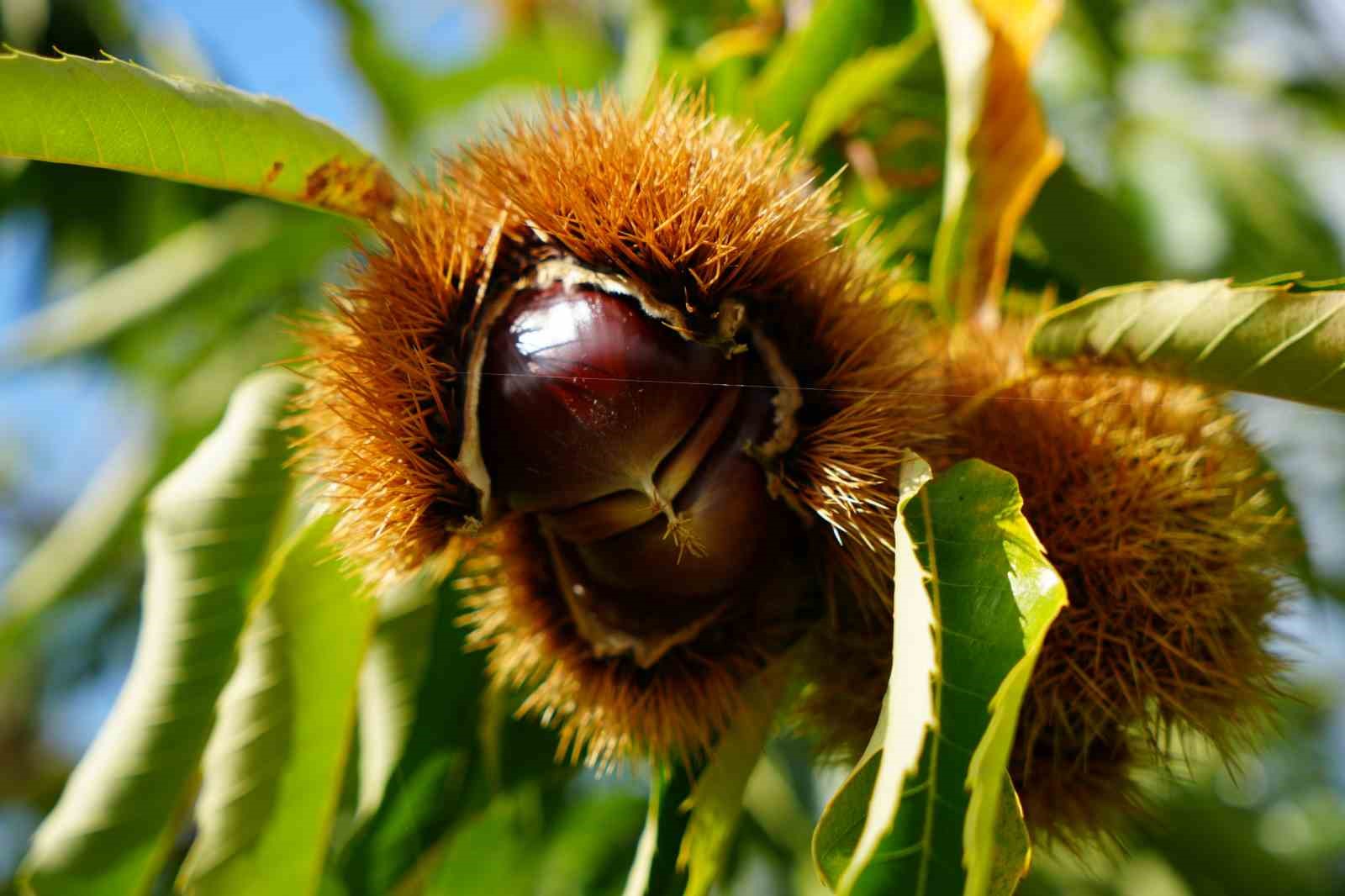 Gal arısı ve hastalıklara dayanıklı kestanelerde hasat zamanı