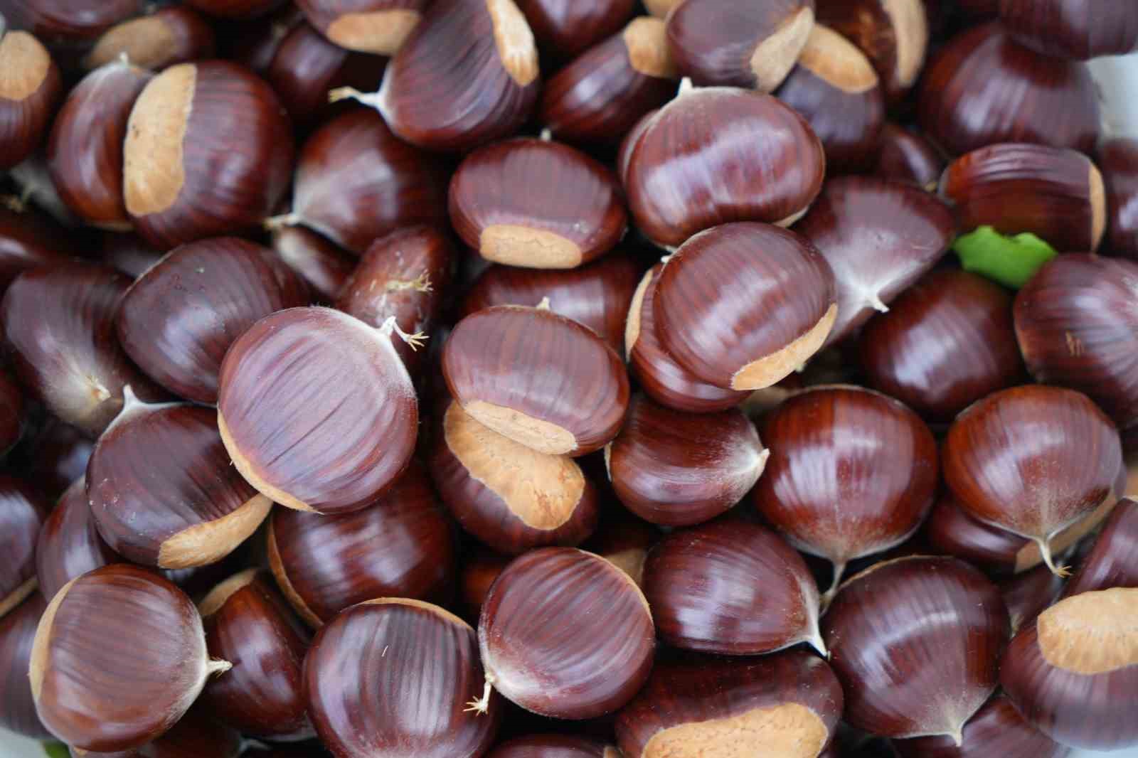 Gal arısı ve hastalıklara dayanıklı kestanelerde hasat zamanı
