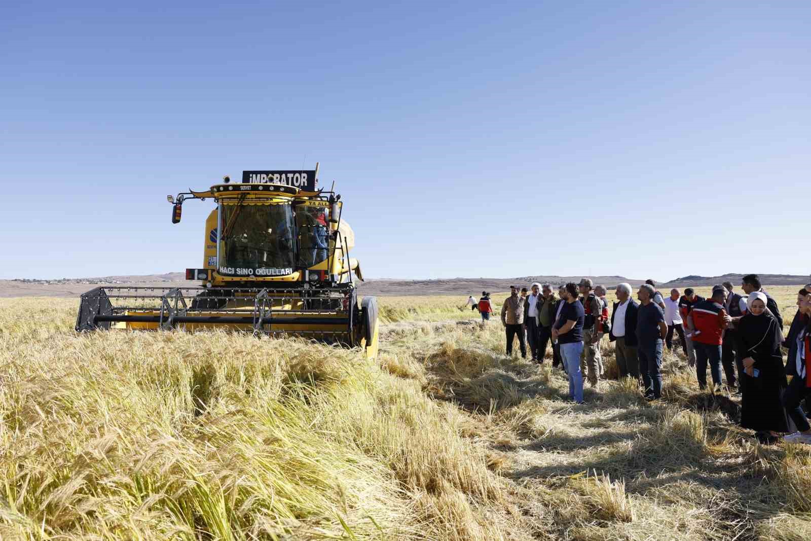 Coğrafi işaretli Karacadağ pirinci, bereketiyle toplandı