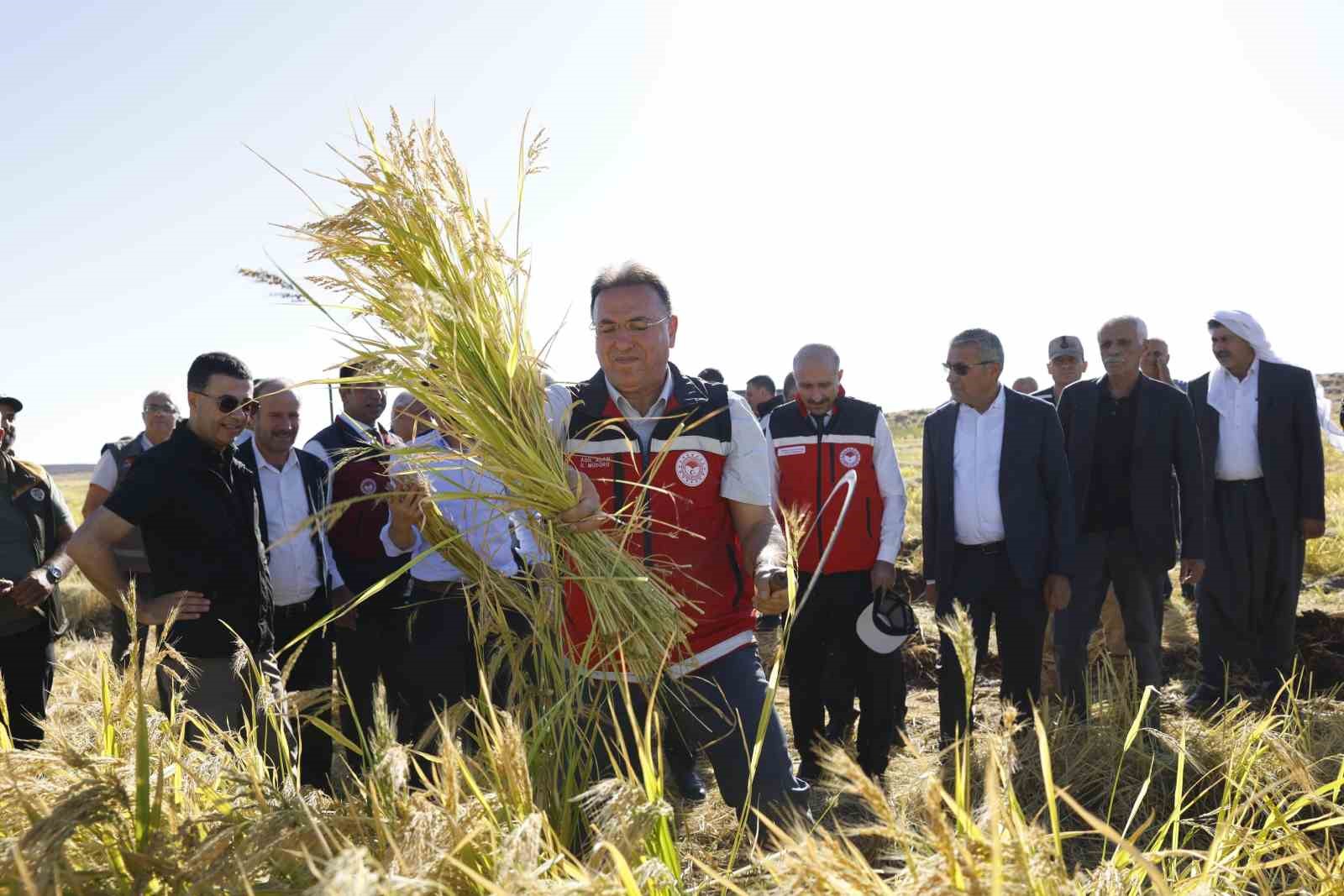 Coğrafi işaretli Karacadağ pirinci, bereketiyle toplandı
