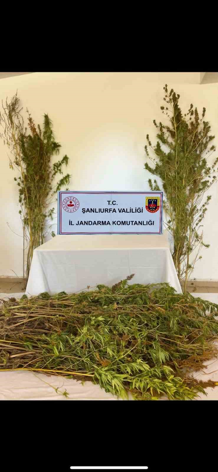 Şanlıurfa&rsquo;da silah, uyuşturucu ve 196 k&ouml;k kenevir bitkisi ele ge&ccedil;irildi
