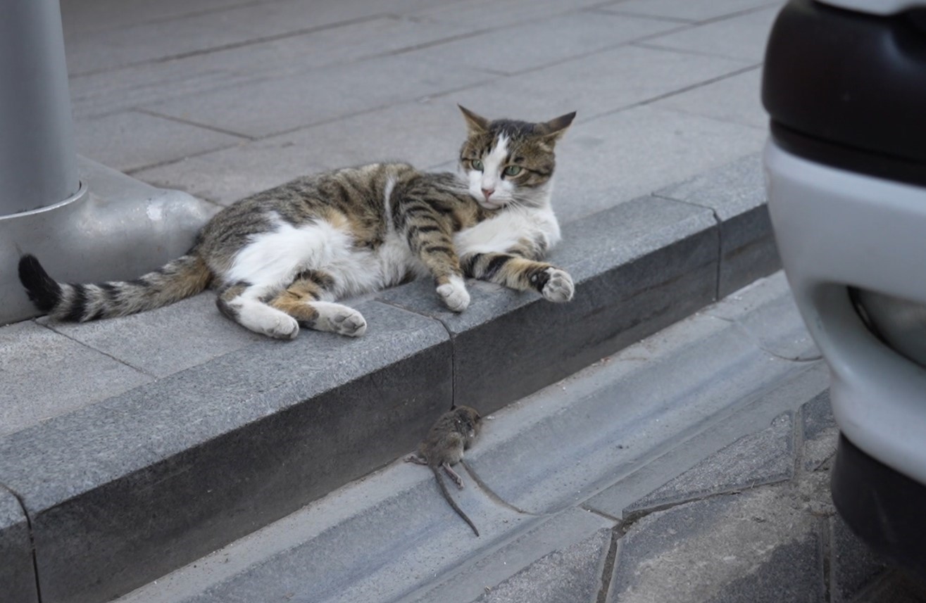Gümüşhane’de kedi avladığı fareyle oynarken kameralara yakalandı