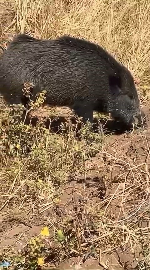 Dağ bayır gezip göremediği domuzu köyde görünce cep telefonu ile görüntüledi
