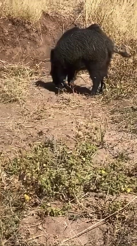 Dağ bayır gezip g&ouml;remediği domuzu k&ouml;yde g&ouml;r&uuml;nce cep telefonu ile g&ouml;r&uuml;nt&uuml;ledi
