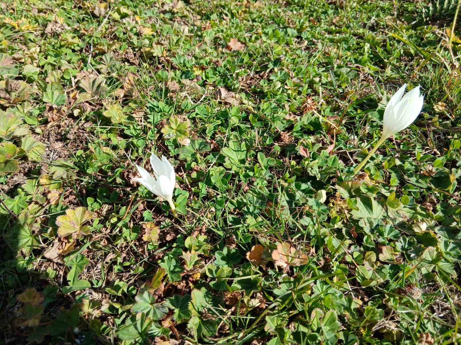 Posof’ta sonbahar güzelliği