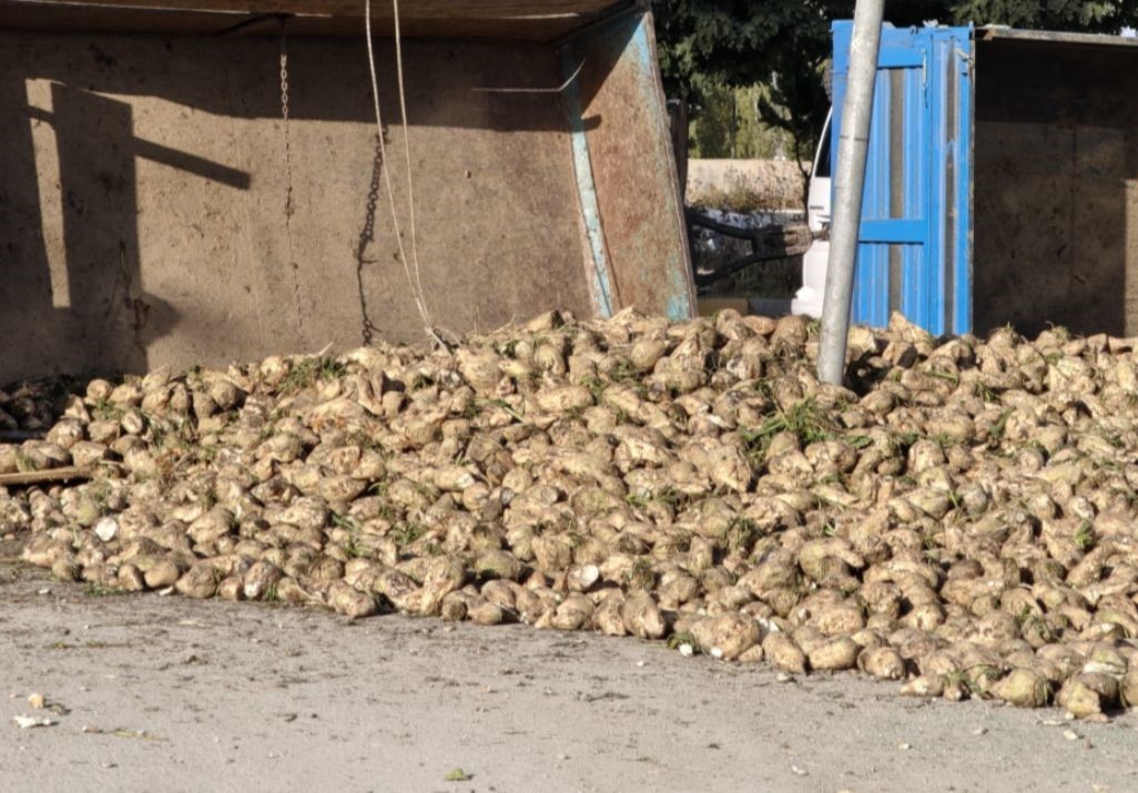 Muş&rsquo;ta şeker pancarı y&uuml;kl&uuml; trakt&ouml;r devrildi
