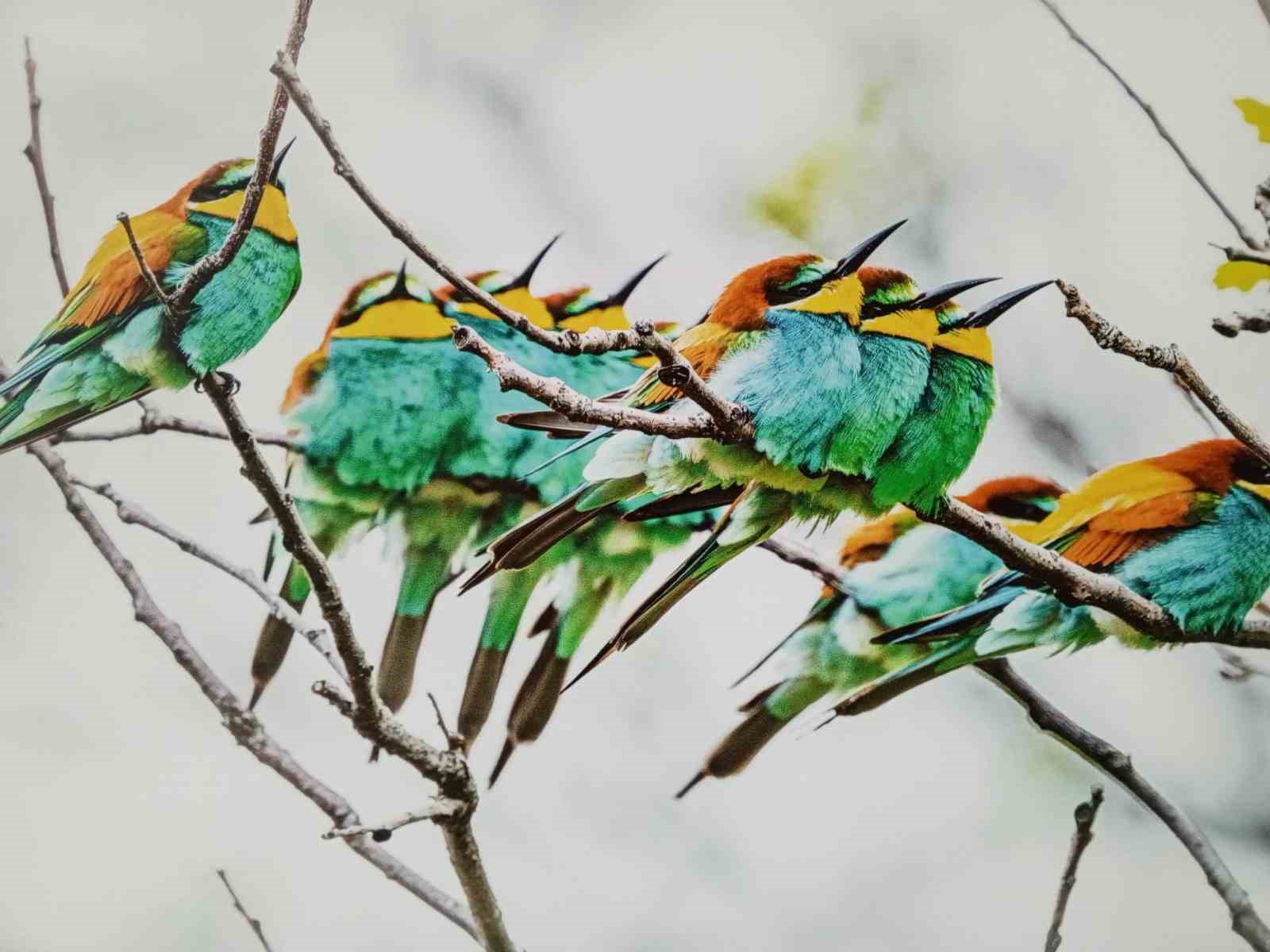 Malatya&rsquo;da &lsquo;Kuşların D&uuml;nyası&rsquo; sergisi yoğun ilgi g&ouml;rd&uuml;
