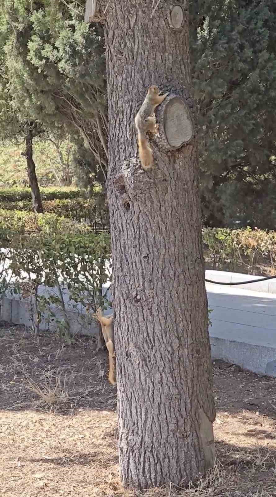 &Ccedil;anakkale&rsquo;de milli parkta yaşayan sincaplar isimlerini Troya&rsquo;nın efsanelerinden aldı
