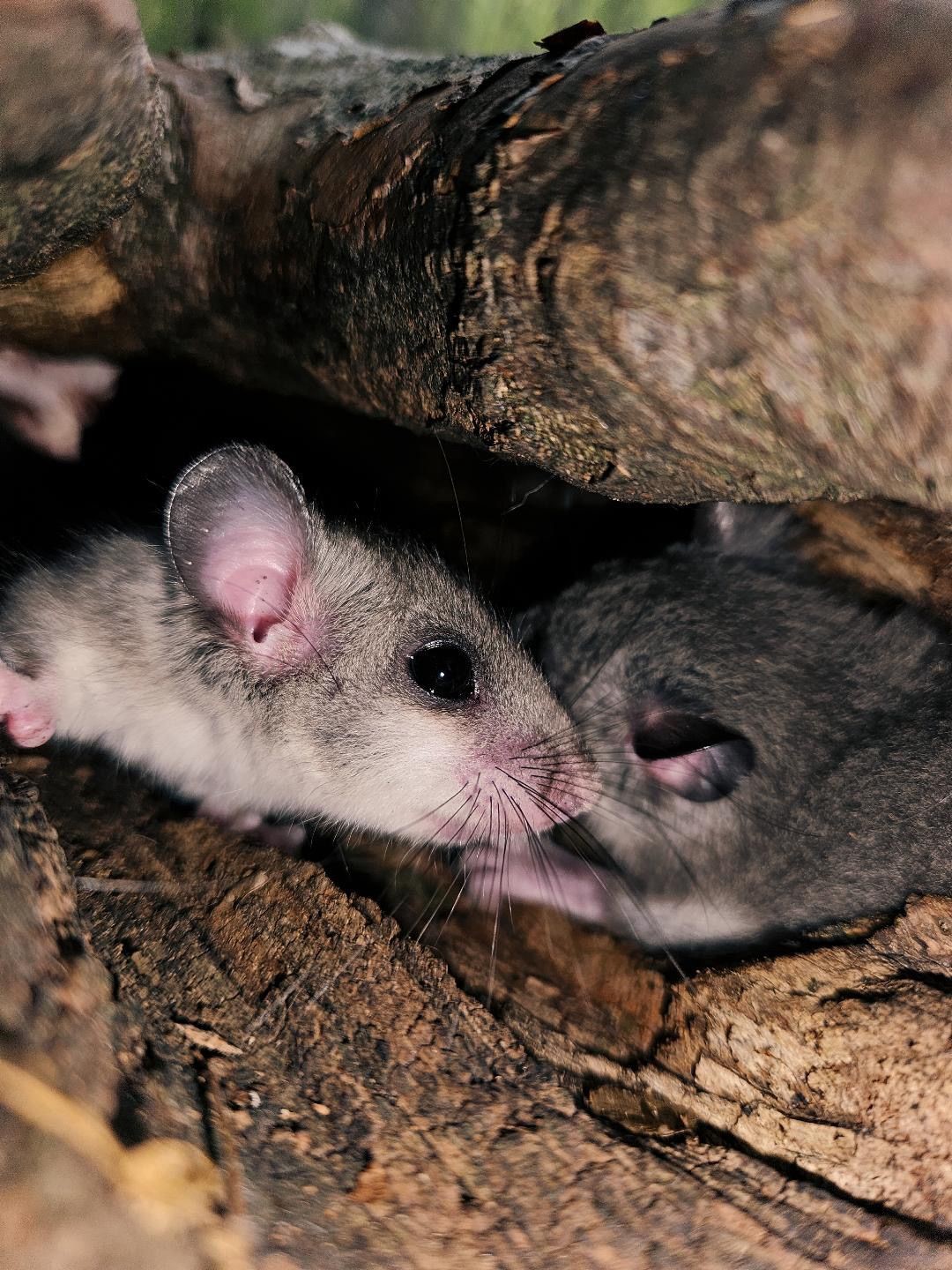 Yenice Ormanlarında &rsquo;Yediuyur&rsquo; yavruları g&ouml;r&uuml;ld&uuml;
