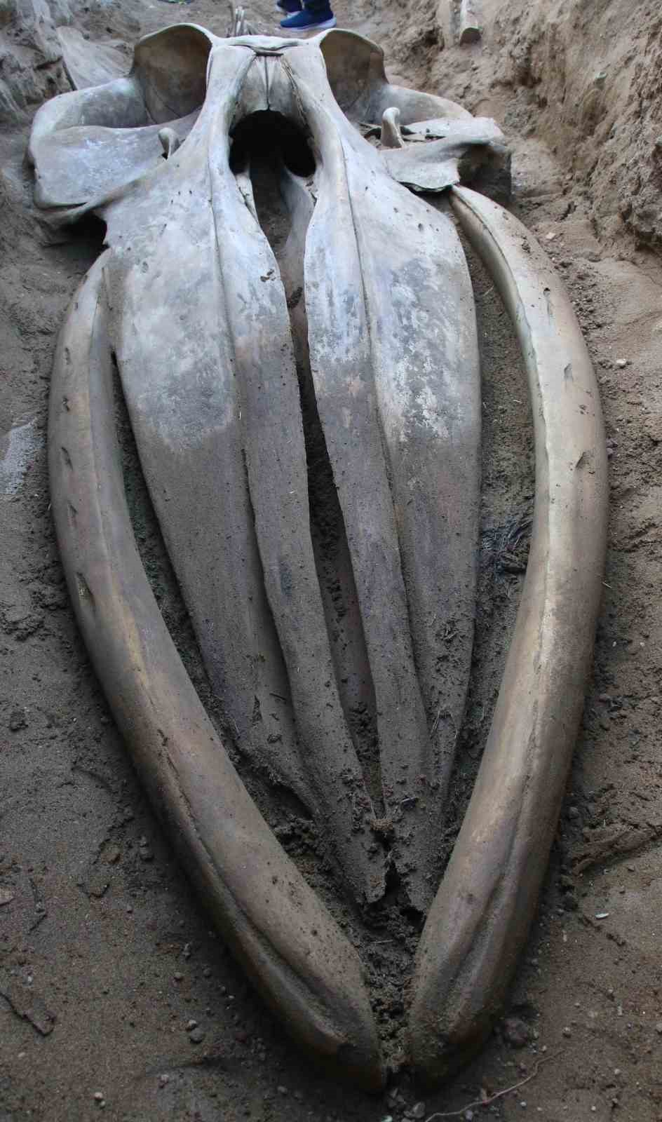 Heyecanlandıran keşif: &rsquo;16 metrelik &rsquo;Balina&rsquo;nın kafatası ve g&ouml;vdesi tamamen ortaya &ccedil;ıktı
