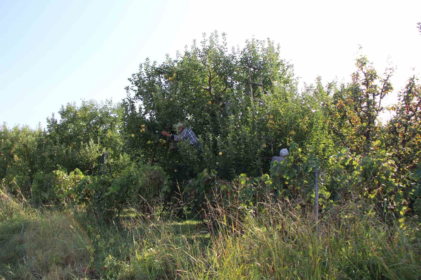 Zirai donun vurduğu Amasya misket elmasında bu yıl hasat yok